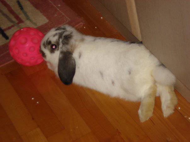 slika